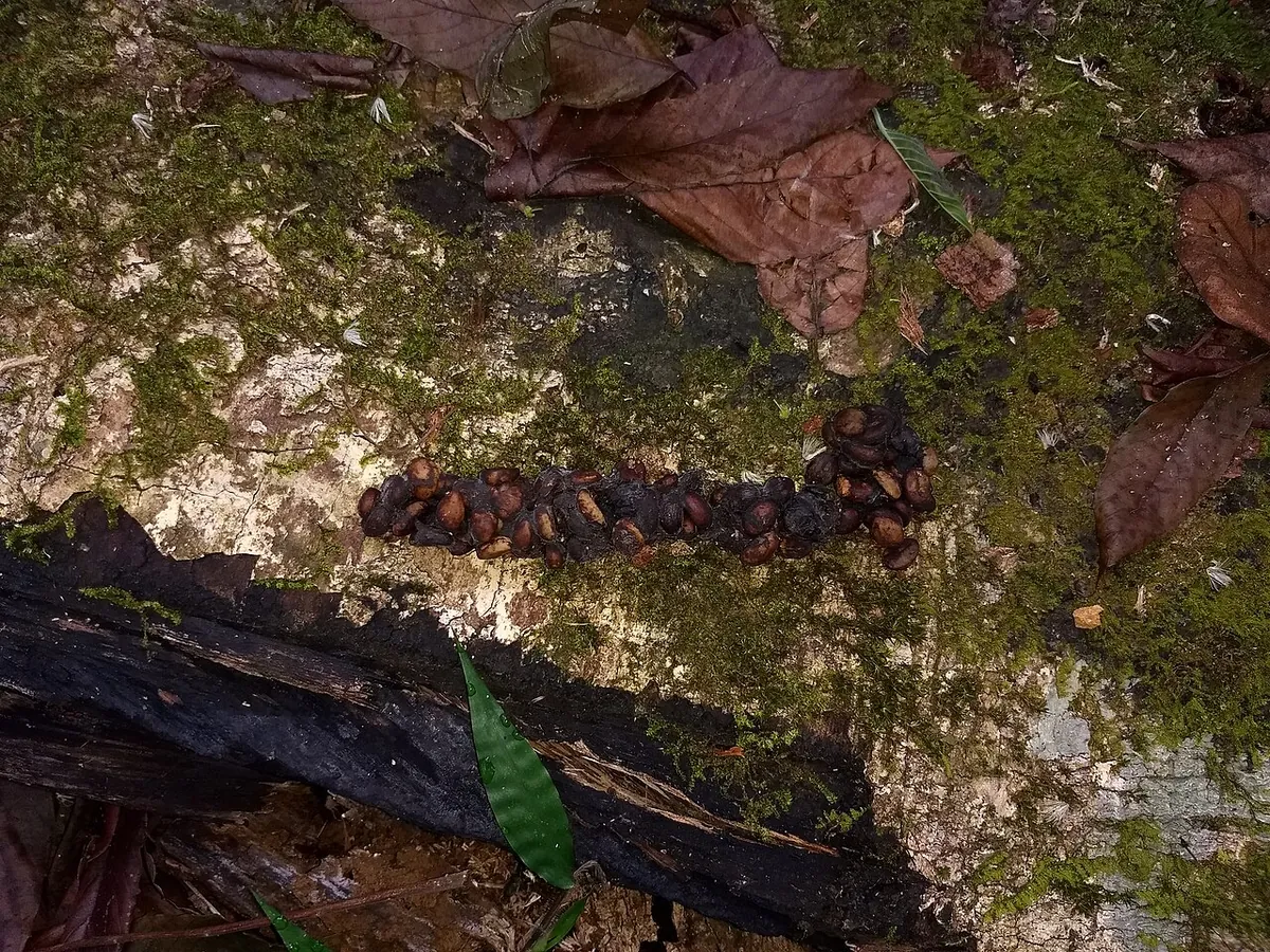 Who Dung It? (Turdle.fun)